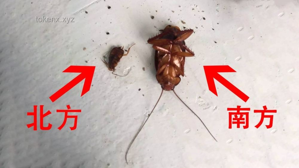 桔子酒店惊魂夜：蒸熟的蟑螂竟成“意外加餐”😱
